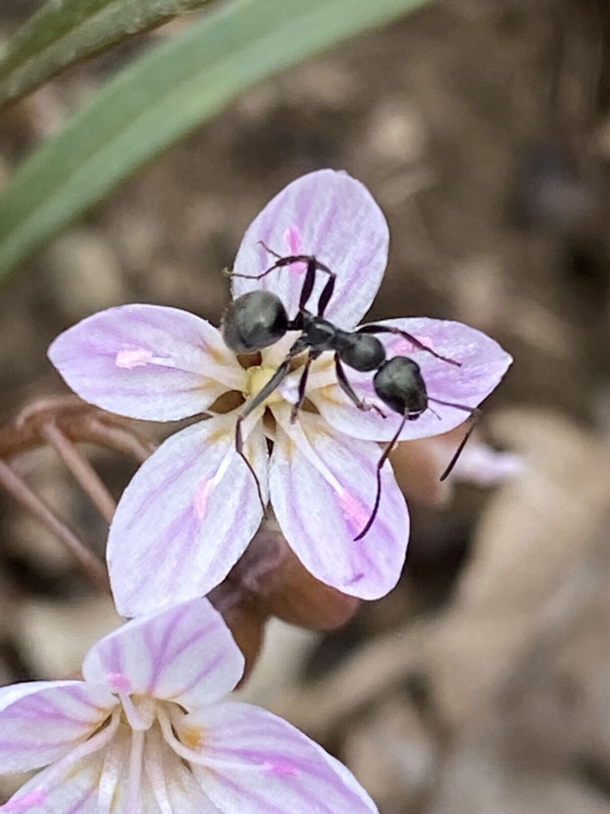 Carpenter ant on Spring Beauty - April 20, 2022